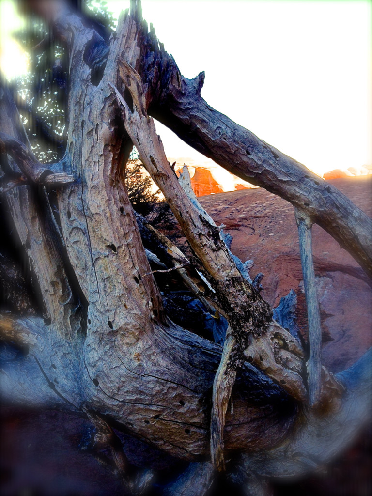 Arches Moab Utah Tree